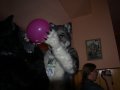 Cesfur09061.jpg